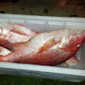 Meet your Posher, Ronnie